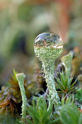 Op sommige plekken begint het Rood bekermos al te kleuren, De bekers stonden door de dauw bijna allemaal vol met water. Ondanks de telling van de paddo's toch maar even de tijd genomen om een volle beker te platen.