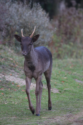 na een wandeling van ruim 17 door het prachtige duingebied van AWD , kwam dit donkere bokje aanlopen.
Het was al wel wat minder licht maar met een iets hogere iso waarde kreeg ik naar mijn beleving een redelijk beeld