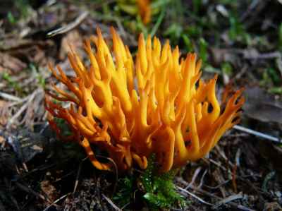 Mijn schoen als statief. Dat doe ik meestal. En grote kijkhoek, anders moet ik liggen.