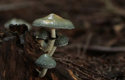 Het was in een zeer donker bos, alles wijd open en hoge iso.
Op de knie�n in de modder want geen statief mee natuurlijk.
Is het wel een koperzwam? Kan iemand mij dat vertellen? Kan het niet echt goed vinden op internet.