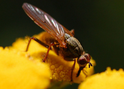 Foto gemaakt met zonnig windstil weer , vlak bij een vennetje bij het Grote Goor , achter de Slingeplas .Alles op statief en bijna 1:1 gefotografeerd