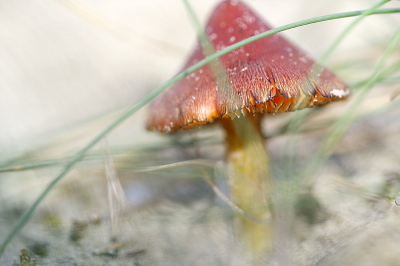 100mm macrolens. Deze groeide boven op een duin tussen de Helm. Door het Helm heen gefotografeerd ten behoeve van een tikkeltje mysterie.

Als Duinwasplaat geidentificeerd vanwege de groeiplaats - alternatief zou Zwartwordende Wasplaat zijn. Dit heb ik me overigens laten vertellen, mijn eigen expertise schiet in deze zaken te kort.