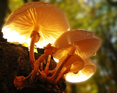 Oudemansiella mucida
Nederlandse naam: Porseleinzwam
Engelse naam: Porcelain fungus