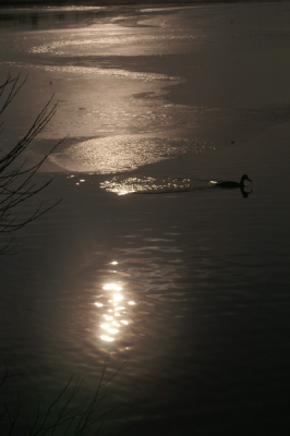 Ik vond dit een typisch winters plaatje. De zon die prachtig op de deels bevroren plas schijnt waardoor er een mooi licht ontstaat.