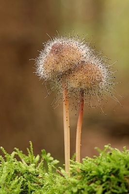 In een stukje dennenbos kom ik tussen de Mycena's regelmatig de knopschimmel tegen. Dit schimmeltje parasiteert op paddenstoelen, vooral Mycena soorten zijn het slachtoffer. En dat schimmeltje doet dat heel slim: hij begint namelijk pas uit te groeien nadat zijn gastheer al zijn sporen heeft geproduceerd. Spinellus verstoort de voortplanting van de Mycena dus niet, en is daardoor altijd verzekerd van voldoende Mycena's die hij vervolgens weer kan infecteren met zijn eigen sporen.