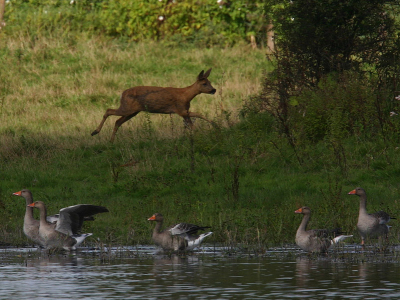 Vanuit hut de krakeend gemaakt. De ree liep eerst voorzichtig door het water langs de zwaan af waarna ze speels op een groep ganzen af rende.
 De fotos zijn van veraf gemaakt en 30% van het origineel waardoor de kwaliteit wat minder is. 
560mm _ F11 _ 1/400sec _ iso200 _ -0,7stop .