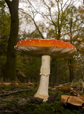 eindelijk een vliegnzwam gevonden die nog heel was.
Zijn altijd leuke paddestoelen om te platen