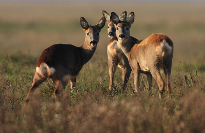 De zon was net op en wierp lange schaduwen over het kale landschap. Er liepen nogal wat Ree�n rond. Die beesten leven hier zonder enige vorm van beschutting (struiken, bomen). Ree�n die zo leven, noemen we 'veldree�n'. Op de foto kijkt er een aantal om, met op links een reebok (op zijn kop zijn twee kleine knobbeltjes zichtbaar). De bok wordt geflankeerd door twee reegeiten (herkenbaar aan de staartjes, of 'schortjes' zoals jagers die noemen).