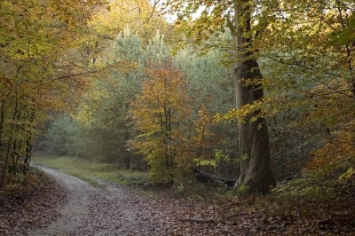 afgelopen woensdagmiddag ben ik nog even naar
het Leuvenumse bos geweest, om wat herfst opnamen
te maken. ik vond dit o.a. wel een mooi plaatje met zijn
zachte herfst kleuren