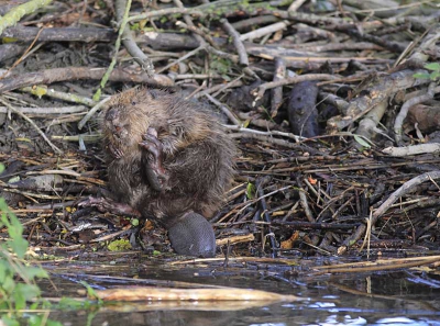 In oktober 1988 werden de eerste Bevers in de Biesbosch uitgezet. Na een moeilijke start gaat het deze forse knagers thans voor de wind. Begin 2008 telden medewerkers van het Staatsbosbeheer 108 locaties waar Bevers in het waterrijke gebied woonden (burchten en legers). De Bever op deze plaat heeft een aandoenlijke houding. Het beest zit op zijn burcht, let ook op het verschil in de voorpoot waarvan enkele nagels zichtbaar zijn. De achterpoot is veel zwaarder ontwikkeld, dient voor de voortstuwing en is bovendien voorzien van zwemvliezen. Beest zat (op klaarlichte dag) buiten en liet mij dicht naderen.