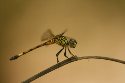 Hier naartoe gegaan om vogels te fotograferen maar ik kwam er al snel achter dat er her en der ook libelles zaten....