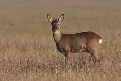 Een mooie dag met oogstrelend herfstlicht. Een Reebok ligt te rusten in de vegetatie. Dan komt het beest overeind en blijft staan. In dit gebied wordt niet gejaagd, ze gaan er dus niet gelijk van door. Aan het eind van de dag heb ik zeker 40,50 reen geteld. In deze tijd van het jaar vormen Reen weer grote groepen ('sprongen').