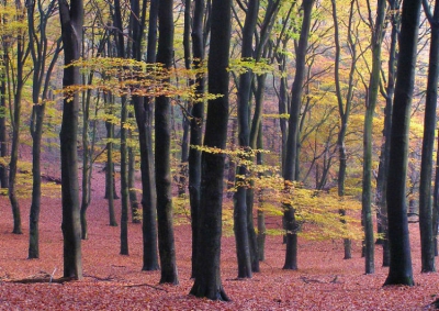 Gisteren 's middag op de fiets via Beekhuizen naar boven eenmaal boven wat foto's gemaakt  in een beukenbos , richting het dal  . Prachtige groene stammen met mooi geel gebladerte  Het was lekker rustig weer met zo nu en dan een fijn zonnetje om de natuur heerlijk te doen kleuren