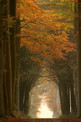 Deze laan maar met een beetje zon genomen. Ik hoop dat het blad niet gauw valt met de regen die ze voorspellen. Het begint hier nu pas goed te kleuren.