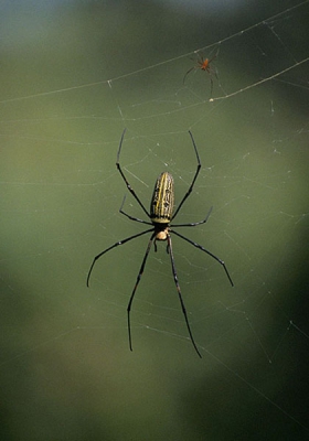 Is natuurlijk geen nederspin maar ik wilde hem toch graag plaatsen ter commentaar. En misschien nog wel belangrijker, ter determinatie. Of iemand me kan vertellen of de naam klopt en misschien wat meer kan vertellen...