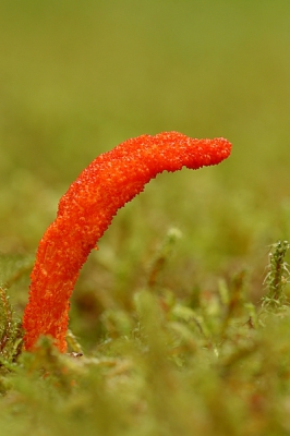 Op een mospad op Schovenhorst stonden er een paar, wat zijn ze toch klein. Het is een paddenstoel die op poppen van vlinders parasiteert. Je ziet ze gemakkelijk over het hoofd.