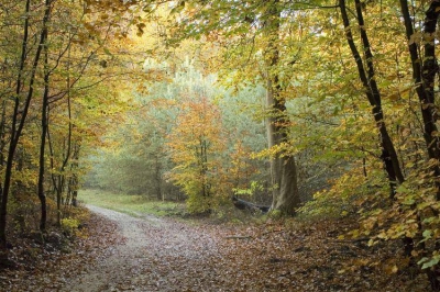 op mijn wandeling door het Leuvenumse bos
liep ik dit dit, met fraaie herfst kleuren om-
geven bospad in. wat opviel waren de warme gele
tinten t.o.v de blauw groene kleuren van de dennen.