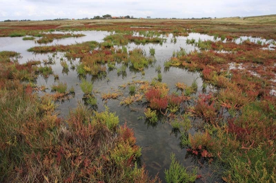 September is de maand om Zeekraal te fotograferen. In Zeeland kleuren terreinen dan intens rood. Het aardige is dat er ook volop groene planten tussen staan voor het broodnodige contrast.