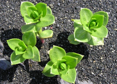 Prachtige bloemen kom je op IJsland tegen met name de afsteek tegen de vulkanische zwarte grond ! Ik heb alleen geen flauw benul wat voor soort het is dus misschien kan iemand mij helpen. Heb het maar even paardenbloem genoemd.