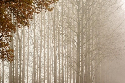vorige week was er de hele dag mist...dat geeft op voorhand een bijzondere sfeer en dus lekker op pad...dit vind ik zelf een goed voorbeeld van de plaatjes die je dan tegen komt