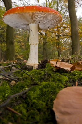 nog een plaatje van de vliegenzwam.
Vind het zelf echt de leukste paddestoel,
er mist alleen nog een kabouter