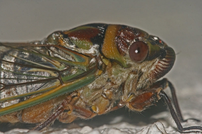 Gelukkig bleef deze een tijdje zitten. Hij zat hoog op de muur...