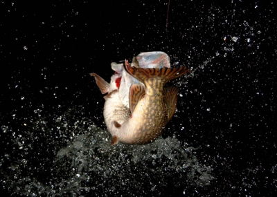 deze foto van de springende snoek heb ik gemaakt tijdens een vissessie met een vriend van mij.
na het velen proberen om een springende snoek te fotograferen is het me bij deze snoek eindelijk gelukt