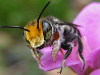Met mijn kleine point en shoot camera in de macro mode deze bij erop gezet.