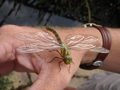 deze foto heb ik genomen in mijn achtertuin. mijn vader was daar foto`s aan het maken van deze libelle tot dat deze op zijn hand kwam zitten. toen heb ik deze foto gemaakt