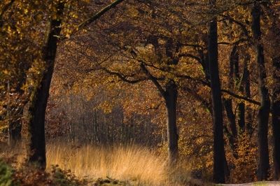 Pas laat in de ochtend brak de zon pas echt door, daarna heb ik diverse tegenlichtfoto's gemaakt van de herfbomen. Deze vind ik de mooiste.