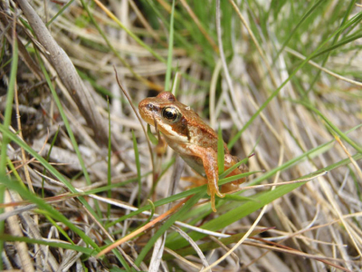 Deze foto van dik bruine kikkertje heb ik gemaakt tijdens mijn vakantie in Schotland. We gingen die dag naar Glenfinnan toe. Daar is namelijk de bekende brug van Harry Potter waar de stoomtrein overheen rijdt. Tijdens een wandeling kon ik het niet laten om deze foto van de kikker te maken