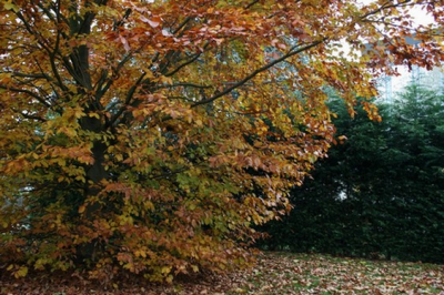Een mooie herfstboom met mooie kleuren.
Een mooi sfeer plaatje! (al zeg ik het zelf)