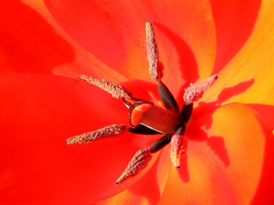 Bij het macro oefenen met mijn C765 was de kern van tulp Roodkapje met deze stamper het resultaat.
Ik vond/vind 'm mooi .... zo puur qua kleur, licht. Ik plaats 'm in dit album omdat die niet tot de wilde bloemen behoort.