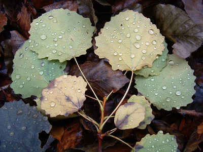 <i class='fa fa-user'></i> Art | Begin van de herfst  <i class='fa fa-eye'> 76</i>   <i class='fa fa-comment-o'> 5</i>