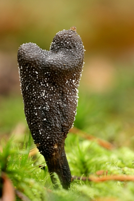 De Truffelknotszwam is eerst geel en glad, dan wordt die zwart en fijnwrattig. En is dikwijs wit bestoven door sporen, wat bij deze goed te zien is. De steel is naar onderen versmald tot een gladde geel-zwarte steel. Het vruchtlichaam van deze zwam is 3-10 cm. hoog.