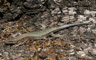 De hagedis is gefotografeerd tijdens een wandeling door de Sierra de Grazalema, een ruig kalkmassief tussen Sevilla en Gibraltar. 
Er zijn wel tien verschillende ondersoorten van de Muurhagedis, die allemaal een ander kleurpatroon hebben. De meest voorkomende ondersoorten zijn bruin, en hebben diverse rijen vlekjes op de rug en flanken, meestal beige, bruin, zwart of witgrijs. En om het lekker ingewikkeld te maken, zijn sommige ondersoorten groen (zie foto) of zwart, en kunnen de kleuren zelfs ook nog per populatie verschillen.
Dank voor Gerard Visser voor de hulp bij het determineren.