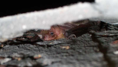 Net nog wat foto's aan het kijken en kwam deze grootoor tegen. Geeft prima weer hoe ze soms weggekropen zitten. Foto is gemaakt bij wintertelling in oude bunkers. Hij zat vrij diep weggekropen achter een stuk kalk dat maar paar centimeter los hing van de muur. Mezelf met fototoestel zo plat mogelijk tegen de muur geduwd om hem er toch op te krijgen.