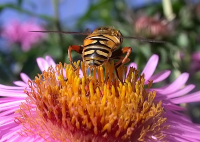 maar even de tuin in op insekten jacht. Dat valt nog niet mee
Last van m'n rug van het bukken