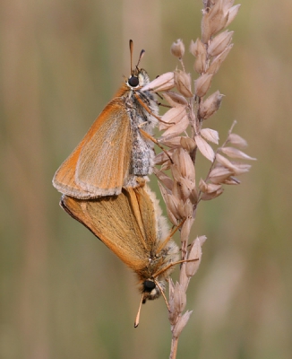<i class='fa fa-user'></i> Klaas van Haeringen | Zwartsprietdikkopje  <i class='fa fa-eye'> 344</i>  <i class='fa fa-thumbs-up'> 3</i>   <i class='fa fa-comment-o'> 11</i>