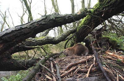 Bevers verblijven niet altijd in burchten. Zij maken ook legers. Zo maar onder een stel omgewaaide bomen, op een 'bed' van houtspaanders. Nederland is nu twintig jaar Beverland. Die forse knaagdieren huizen in de Gelderse Poort, Noord-Limburg, Flevoland, Biesbosch en in Drenthe. Gisteren werd in de Biesbosch de Beverdag gehouden, waarop diverse beheerders o.a. spraken over toekomstig Beverbeheer. Nu de stand zo duidelijk vooruit gaat komt er een moment waarop de forse knagers in de 'weg' gaan zitten. Denk maar eens aan agrarische belangen en waterschapsbelangen. In de nabije toekomst zullen we hier ongetwijfeld meer van gaan horen.