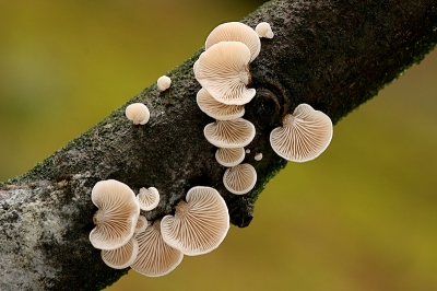 Bij de Dennenschelpzwammen zijn de lamellen prachtig om te zien. Zo steriel en een prachtige witte kleur bezitten ze.