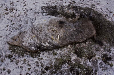 Dit dode zwijn was nog bijna helemaal heel, gelukkig want ik heb
er ook eens eentje gevonden die dat niet was en die rook
je al van grote afstand!
Leuk detail zijn de sporen om het varken heen,
volgens mij van de vos want die zag iets verder op lopen.