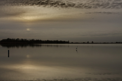 aan het einde van de middag heb ik deze foto kunnen maken,in de achtergrond een zilver reiger.canon 40D 17-40mm 4L