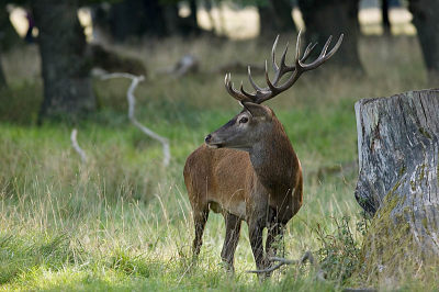 Even een blitsbezoek aan Denemarken, het was een hele ervaring deze prachtige dieren tot op enkele meters te kunnen benaderen.