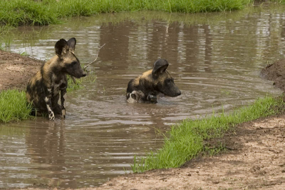 Hier een fotootje van een pup van 5 maanden oud en een adult van vanochtend. Zal er later deze week nog wel meer van Wilde Honden plaatsen. Deze hadden net gegeten en rustten rondom en in een plasje. De adult is een van de twee dieren in deze groep die gezenderd is.