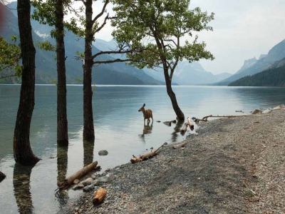 Deze white tail poseerde even mooi in het prachtige Waterton Lake en maakte het geheel tot een mooie sfeerplaat.