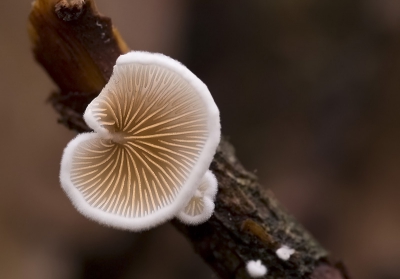 vanmorgen maar weer eens met de paddestoelen bezig geweest met dit als resultaat