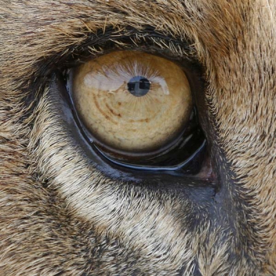 Deze leeuwin had haar buik vol van een buffel, lag vlak naast de weg bij een greppel waardoor we er niet ruimer omheen konden. Van de nood een deugd gemaakt en deze close-up gemaakt.