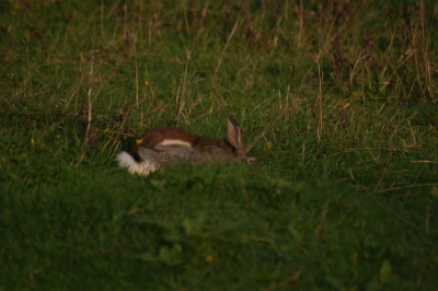 Dag beste Nederpixers. Op aanvraag van een zoogdierenliefhebber post ik deze foto's op dit forum. Het gaat hem hier natuurlijk niet om de kwaliteit van de opnames, maar om de inhoud. De foto's werden al een hele tijd terug genomen, en ik zag ondertussen nog nooit vergelijkbare beelden passeren op het net. 

De beelden tonen een Hermelijn die bloed drinkt uit een slagader in de nek van een Haas. Er is nogal wat speculatie wat betreft deze manier van voeden bij marterachtigen. Volgens verschillende mensen die ik hier al over aansprak wordt dit vooral gedaan door vrouwtjes Hermelijn tijdens de voortplanting/zwangerschap (foto is wel genomen eind oktober?). Het lijkt me op zich niet ondenkbaar dat dit zo is, gezien de hoge waarde aan bepaalde nutri�nten in bloed (bvb. IJzer).

Dit tafereel speelde zich op ongeveer een 10tal meter voor mij af. Aanvankelijk dacht ik dat de Hermelijn gewoon van de nek van haar prooi at, maar ik was geschokt toen bleek dat de Haas nog steeds leefde! Het waren zeker geen stuiptrekkingen, want de Haas sprong effectief weg wanneer ik te dicht kwam, waarbij hij heel onhandig voorover tuimelde en over de grond botste. De Hermelijn zelf was nieuwsgierig en kwam een paar keer vlakbij voorbijlopen. Toen ze uiteindelijk vertrokken was ben ik nog even staan wachten samen met een vriend-vogelkijker die ondertussen ter plaatse was gekomen. De Hermelijn kwam niet meer terug, en we besloten de Haas af te maken. Die had zijn portie gruwel wel gehad.

Hopelijk kunnen deze beelden omwille van het unieke tafereel dat ze tonen toch een plaats krijgen op dit forum. Ik hoop via deze weg ook meer informatie rond dit soort gedrag te kunnen verkrijgen. Misschien zijn er nog mensen die dit gedrag hebben waargenomen?

Mvg,

Wouter Vansteelant