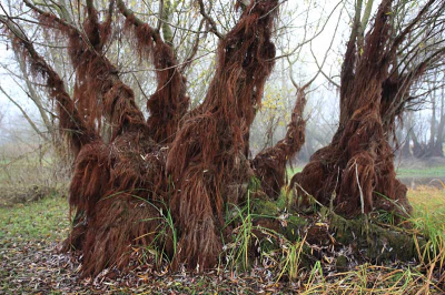 In Lac du Der het grootste, kunstmatige meer van Frankrijk, wisselt de waterstand enorm. Zo is er 12 meter verschil tussen het zomerpeil en het winterpeil! De wilgen die in dit gebied staan produceren dan ook enorme bundels luchtwortels, om de 'natte' maanden te kunnen overleven. De natuur in en rond het meer sterft af en ontwikkelt zichzelf, naarmate de waterstanden wisselen. In Lac du Der is geen sprake van getij, maar het rivierwater van de Blaise en de Marne wordt opzettelijk ingelaten om de bewoners van Parijs 'droge voeten' te laten houden.